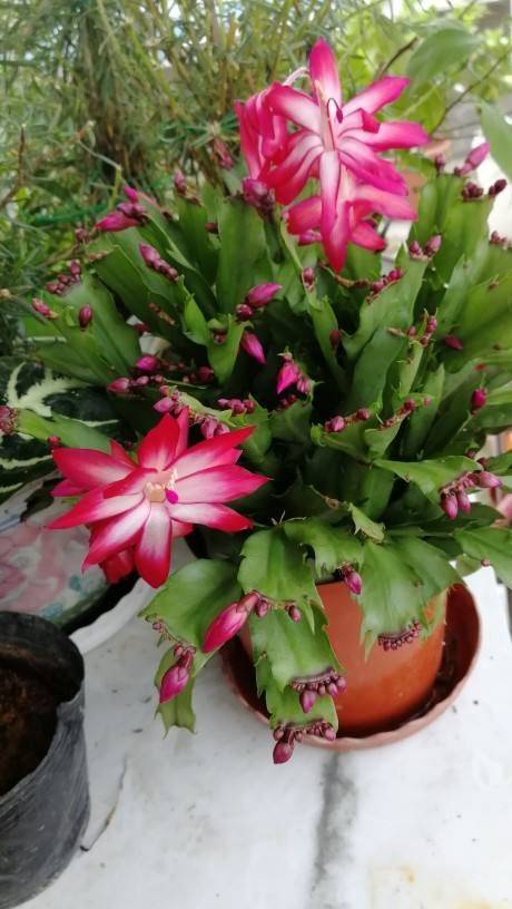 原创长寿蟹爪兰抓住秋天最后扦插机会还能插活10盆花