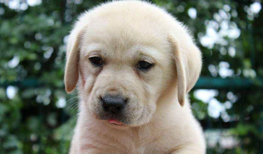 狗厉害排名_什么狗厉害排名第一(2)