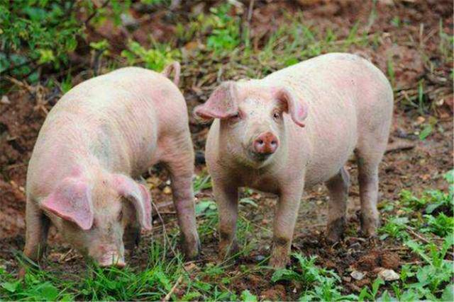 什么样的猪不能杀 cc61306b290649979152d49077fd8878.jpeg