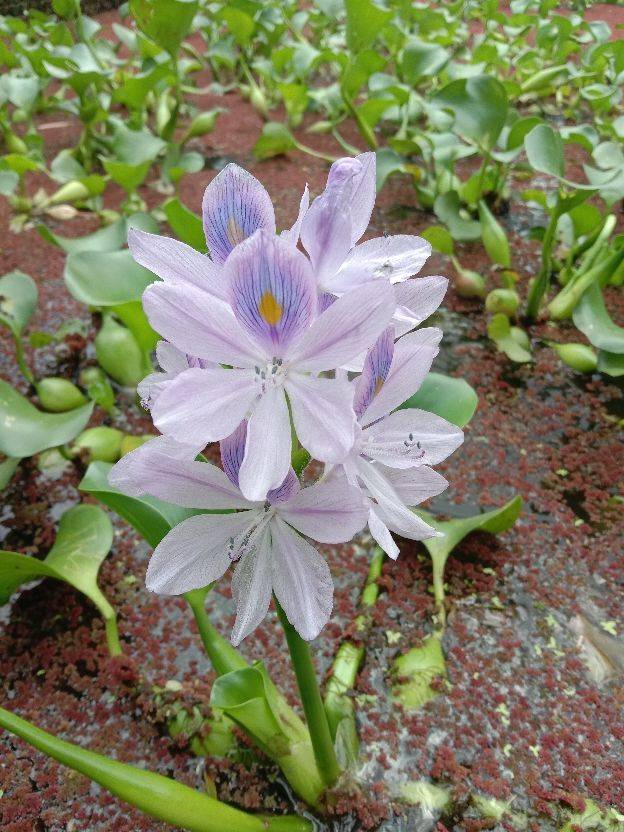 原创好看好养的凤眼莲竟然是入侵植物千万要之慎养