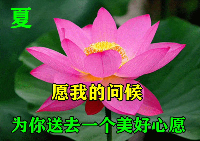 6张最新特漂亮夏至早上好鲜花图片带字 最美夏至早安问候祝福图片鲜花