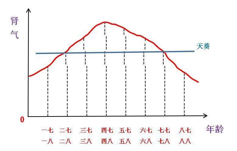 如《黄帝内经》指出:女子七岁,肾气盛,齿更髪长;二七,而天癸至,任脉通