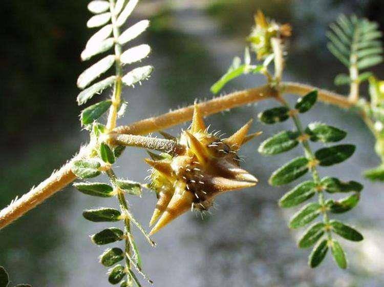 农村一种常见的野草,却被城里的女性当成"宝",早知早受益_蒺藜