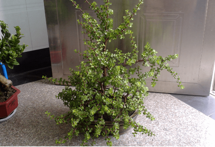 怎么养金枝玉叶老桩 b4c35d8087ab4d7ba90b269000c86394.png