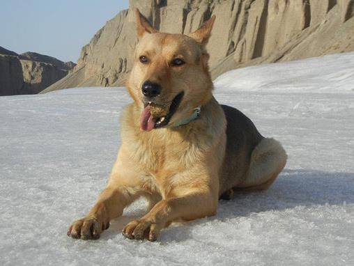 昆明犬是作为工作犬而生的 依恋性好 活泼好动 探求欲望强烈 训练科目