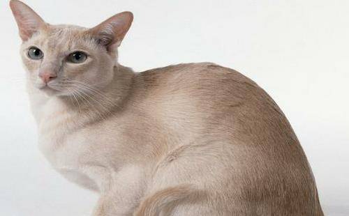 小猫怎么看性格黏人不黏人 25a124013d0a44d9a27acf42d665e9fb.jpeg