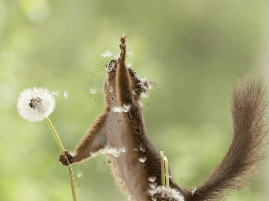 瑞典红松鼠寻找坚果吹蒲公英画面逗趣