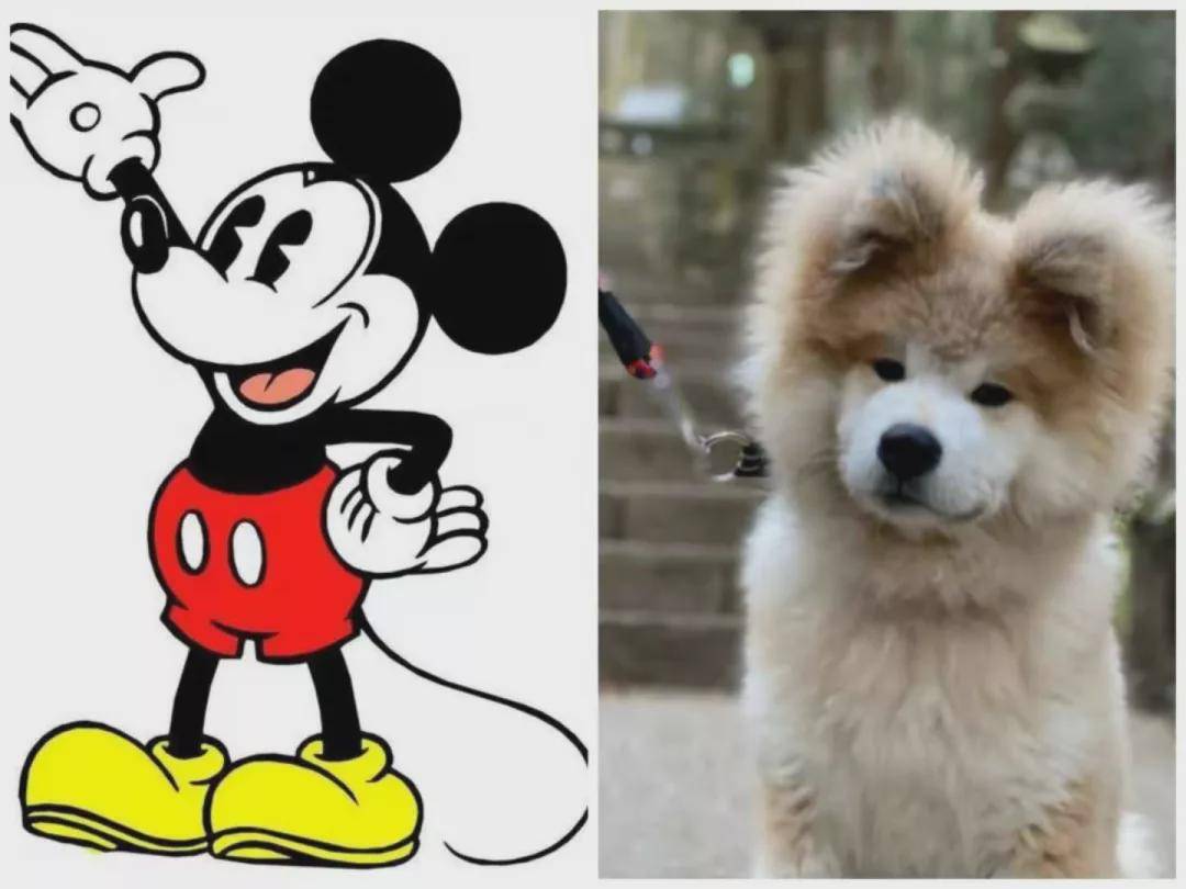 这不是迪士尼在逃狗界分鼠!