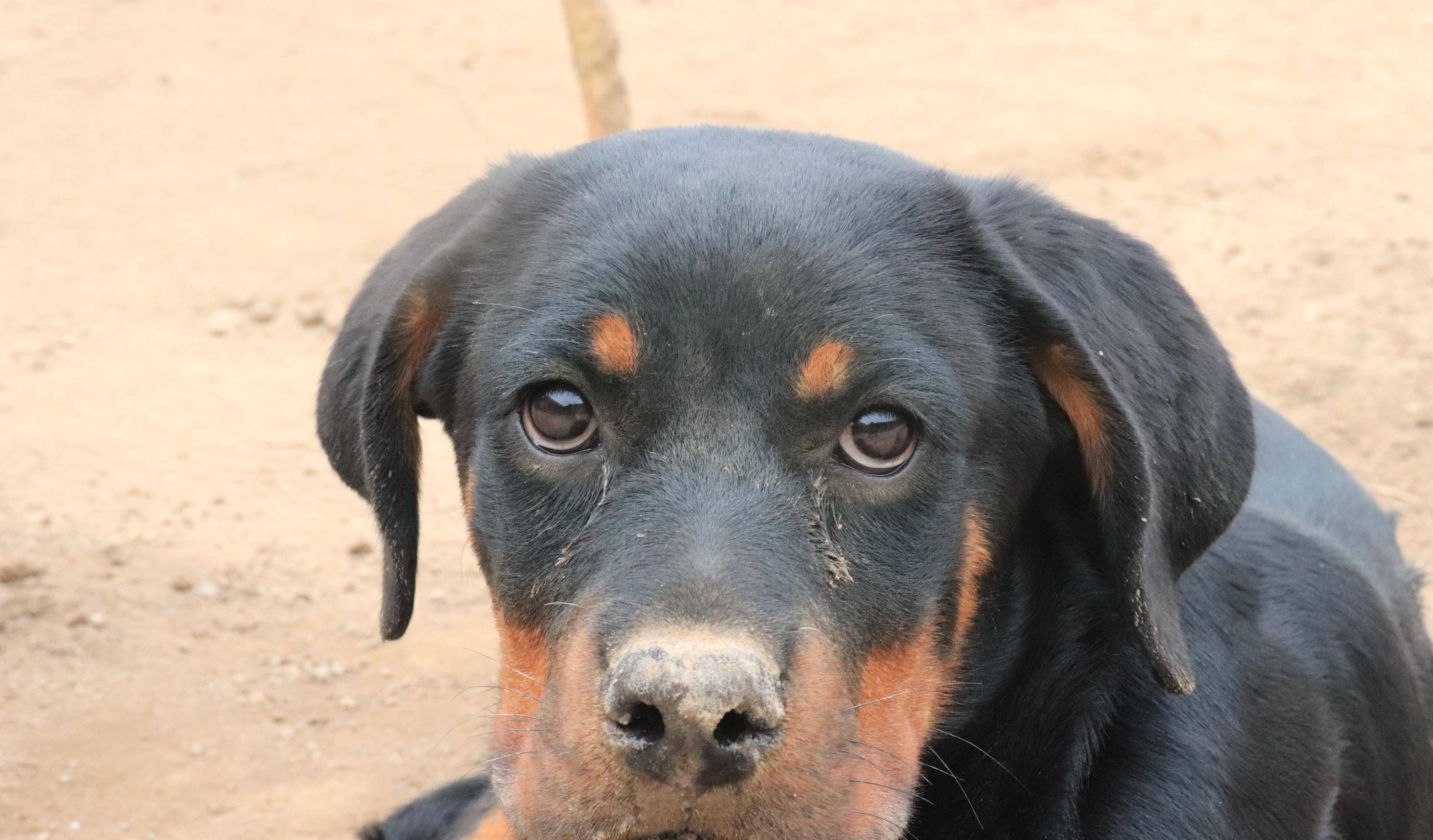 狗为啥会有泪痕 5d285e15319248639ed198e9eab1f606.jpeg