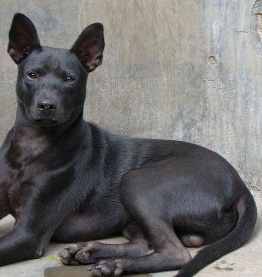 中国的这种 土狗 被正名 然而它并不是中华田园犬 手机搜狐网