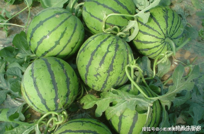 西瓜怎么挑最甜的瓜 6dfe4e600f984d0c83b6be2da0722cfc.png