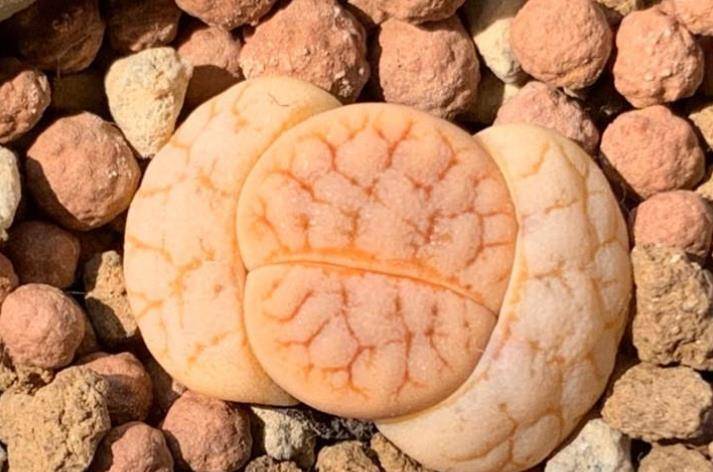 喝过拿铁咖啡,但你可能没养过多肉拿铁,要不要养一盆试试?