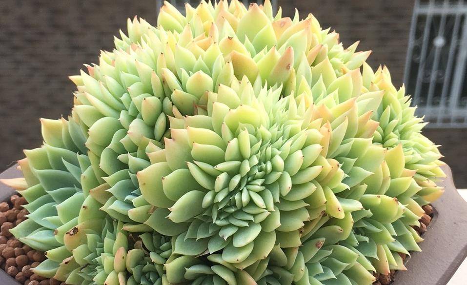 叶插的多肉小苗缀化了？那一定要正确养护，否则它会长得乱七八糟_搜狐网
