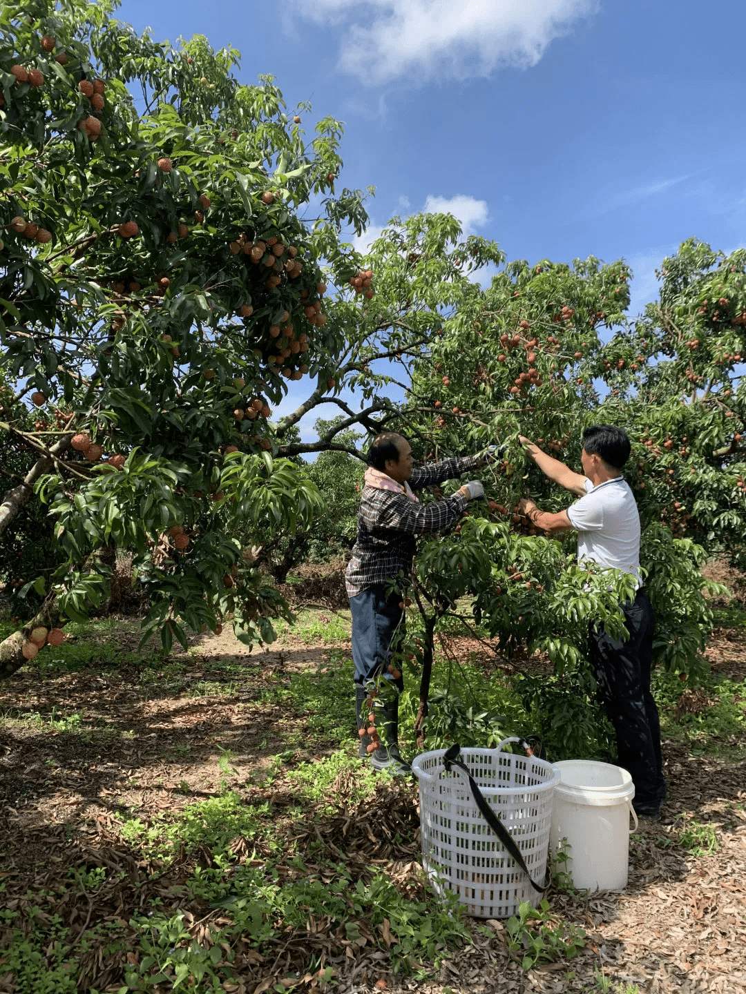 快来看!手机变"新农具",陆丰荔枝果园变"直播间"_陂洋