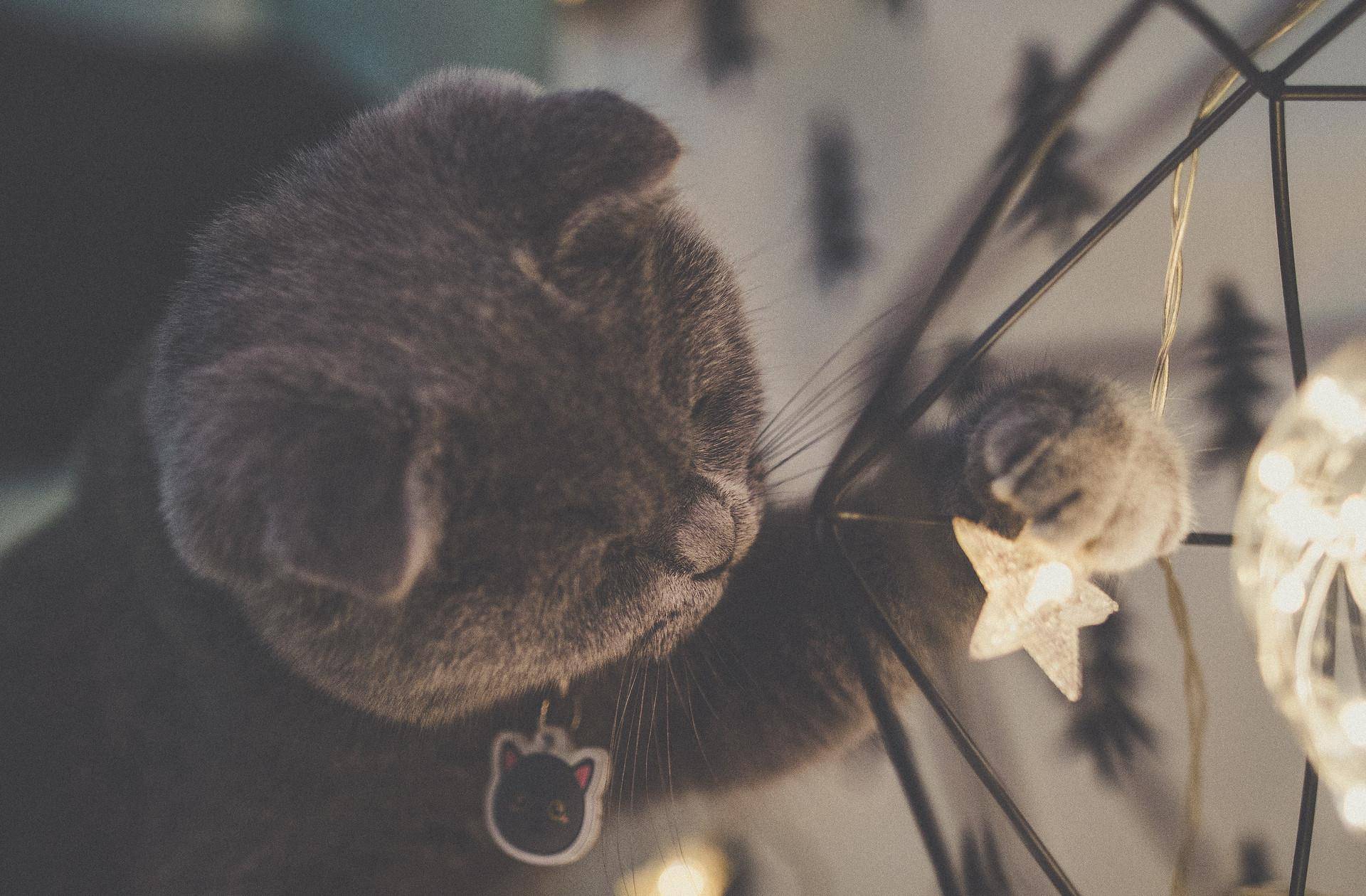 一大波猫咪萌图来了!可爱到心都化了!