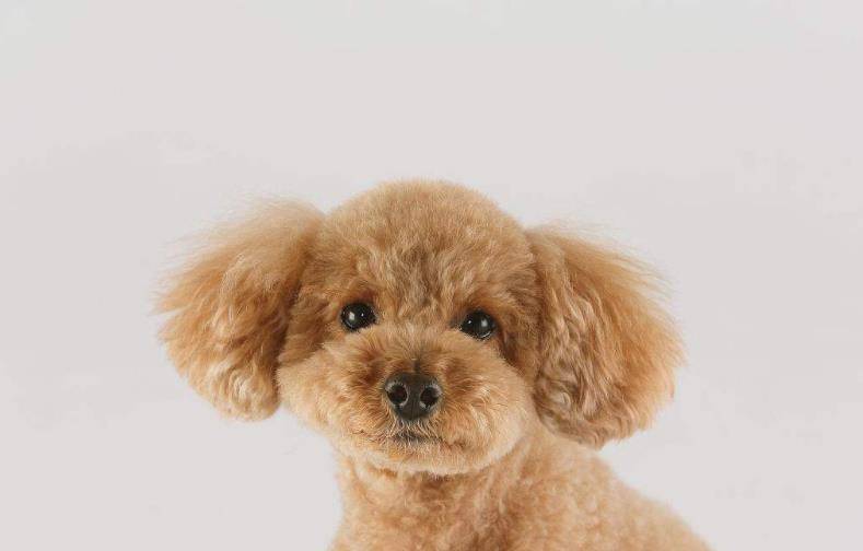 犬种智商排名_中华田园犬智商排名(2)