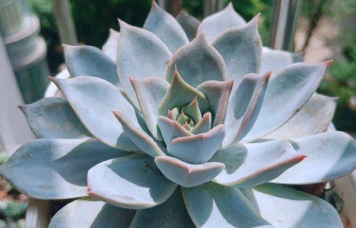 冷门多肉日立昂可洁白如雪可粉如桃花我相信你应该没有养过