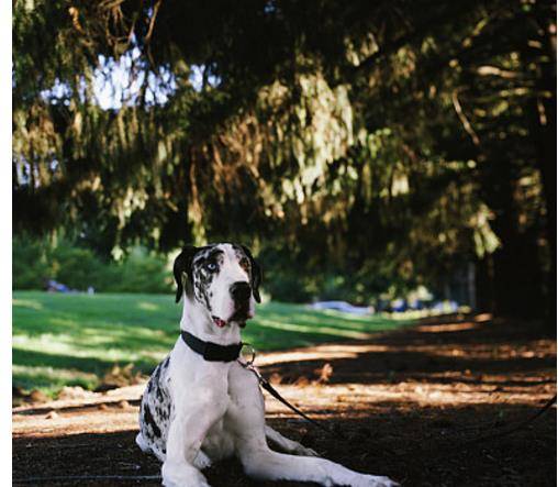 大丹犬的鼻子 黑色鼻子为最佳 蝴蝶鼻或肉色鼻亦可接受 良品联社女性美容时尚经验分享专业平台