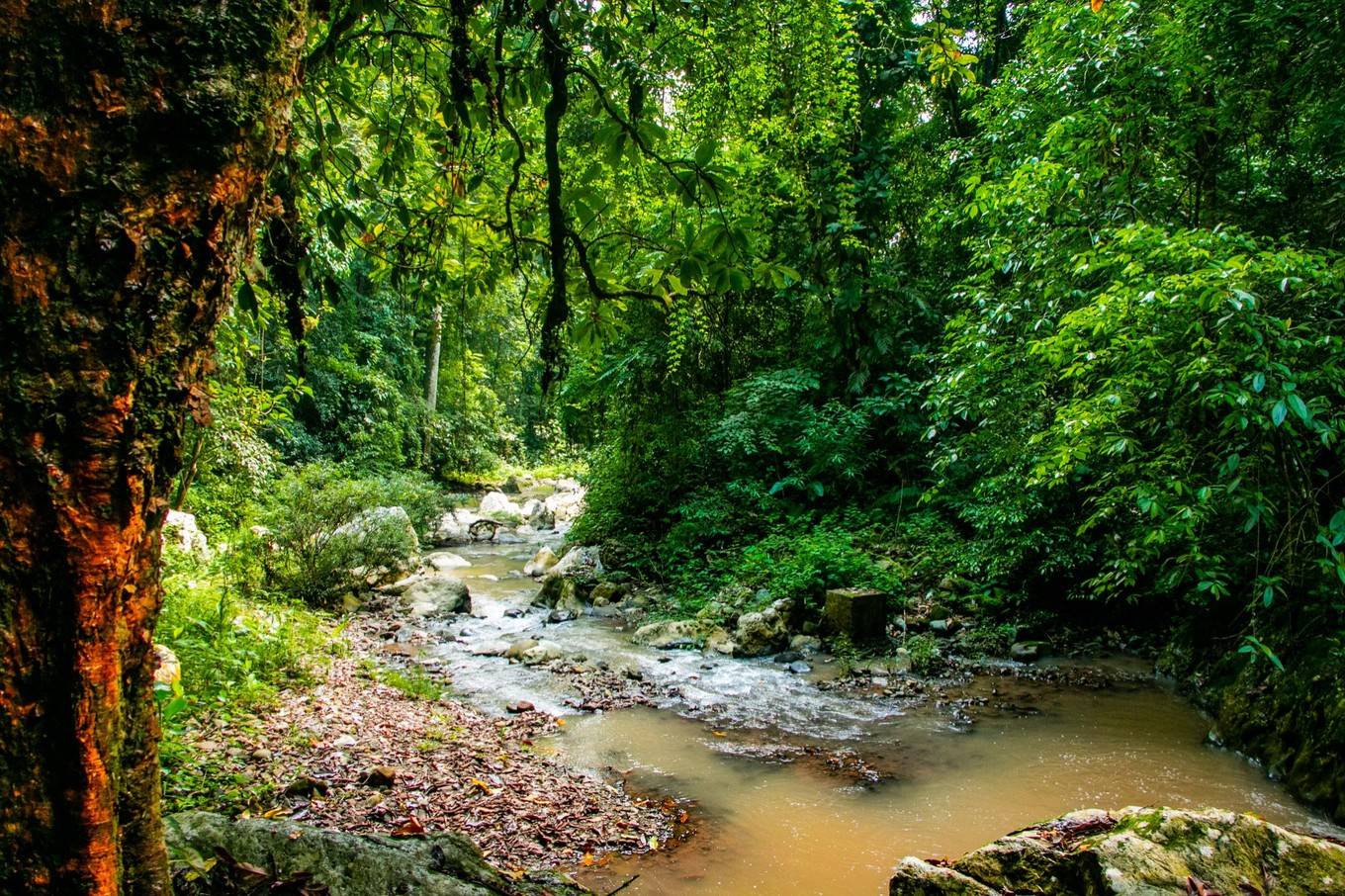 彩云之南西双版纳拥有着中国唯一的热带雨林自然保护区