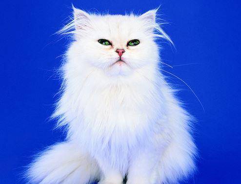 如何正确饲养猫猫 f28336c09ac4458a9f5a45593ad3f03e.jpeg