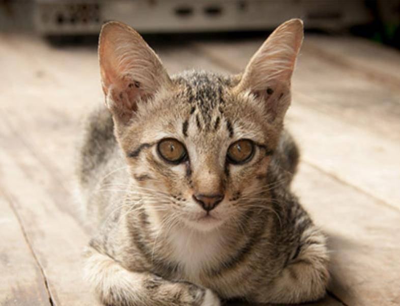 灵活的宠物猫,悠然自得亲密无间