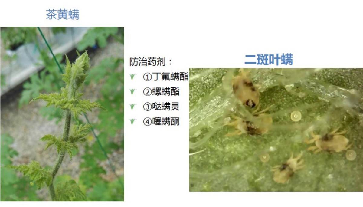 茶黄螨和二斑叶螨:主要危害新叶