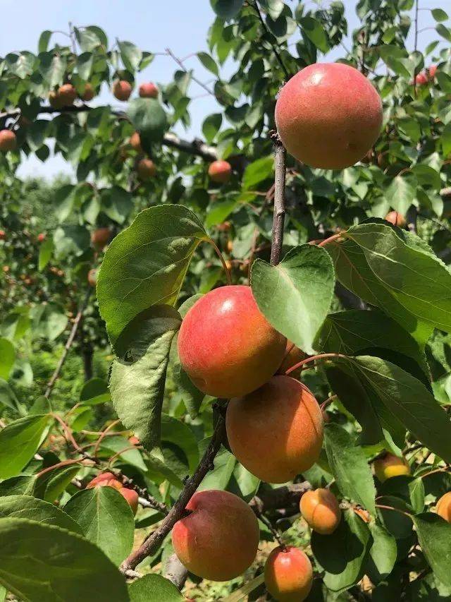 陕西贵妃红杏丨艳若胭脂,酸甜爽口,连核都能吃!_杏子