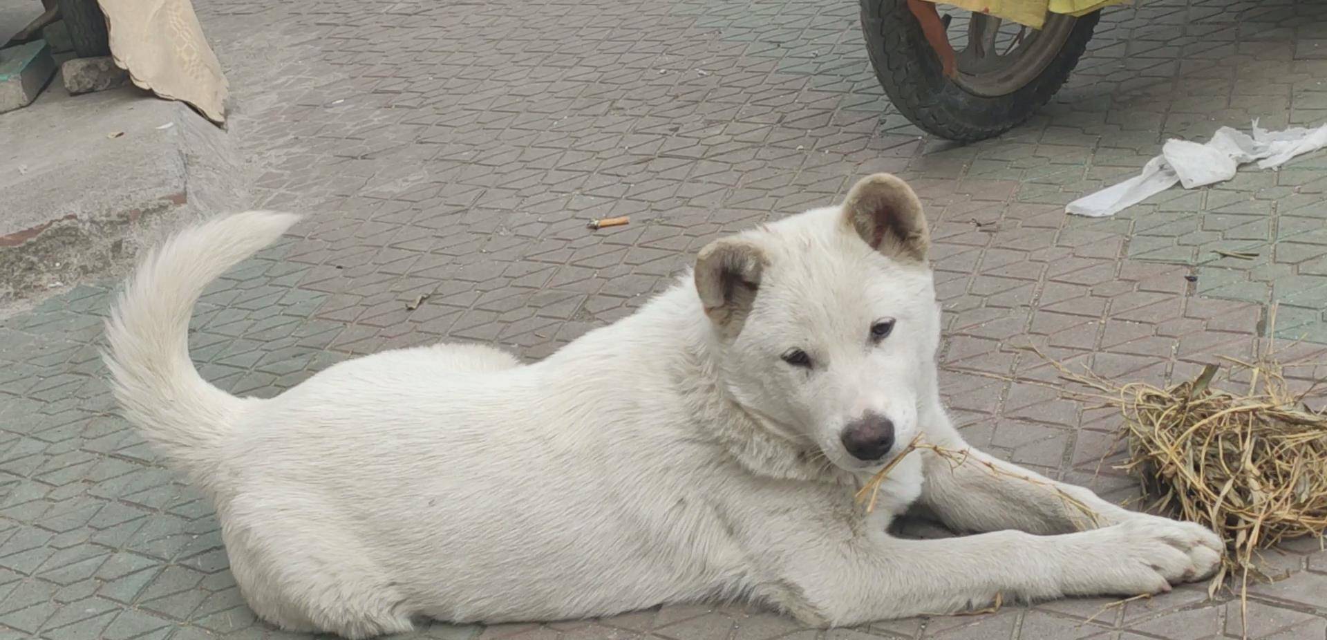 流浪狗母女的马路生活,那是最美的一点白