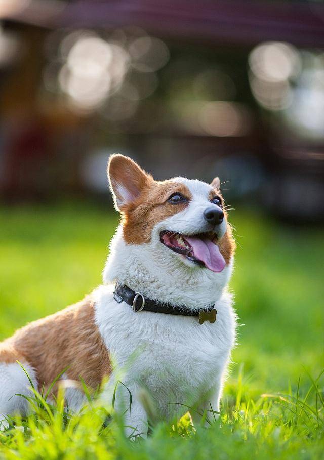 柯基犬 它属于小型犬 却有着中型犬的个性 狗狗