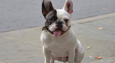  "Adventurous French Bulldog Finds Treasure at Pet Store: A Heartwarming Tale of Canine Curiosity"