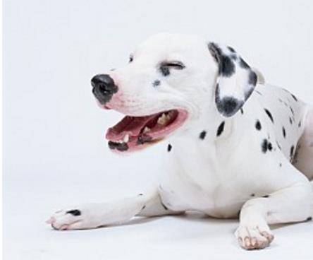 斑点狗的生活习性 生活中 大麦町犬还非常喜欢运动 历史