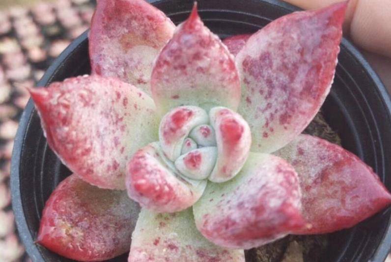 多肉布兰迪和野卡一样吗?不一样,但它们之间也不是没有任何关系