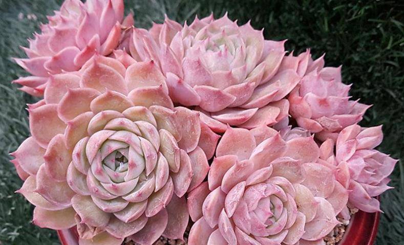 多肉昂斯诺开花基本上是没有花粉的,你知道其中的原因是什么吗?