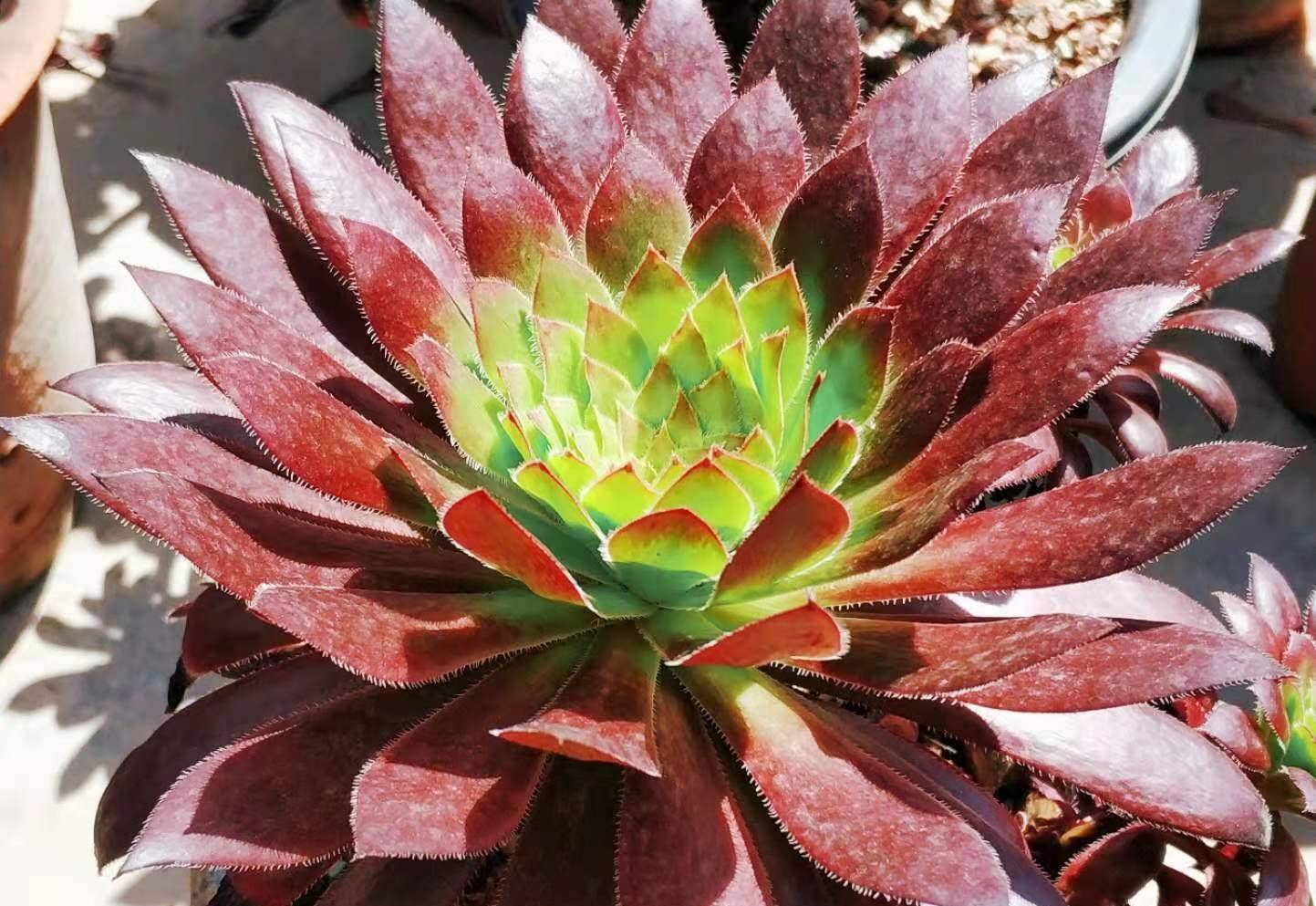 多肉孔雀法师一种不养心里不爽养多了心里又难受的法师品种