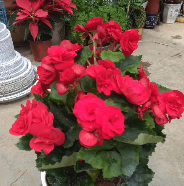 室内花卉摆放位置图 6dc32870f6ba42979e01a35fae5d8c73.png