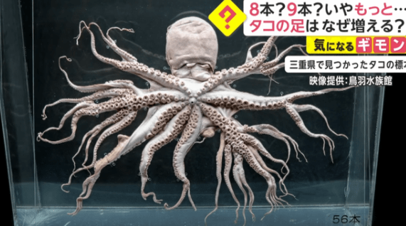 海里捕捉到32条腿的章鱼,专家,遭受辐射变异曾在日本多次发现