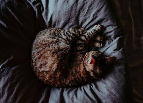 猫咪|萌宠猫咪的图片合集