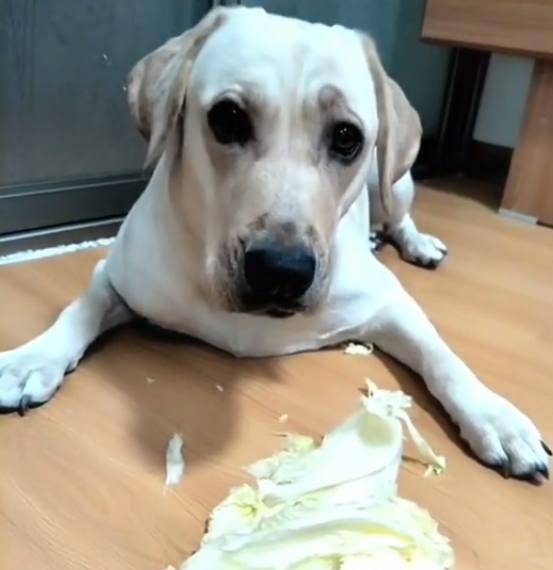 狗狗正在啃白菜 主人说要吃白菜炖狗肉 这狗的反应亮了 什么