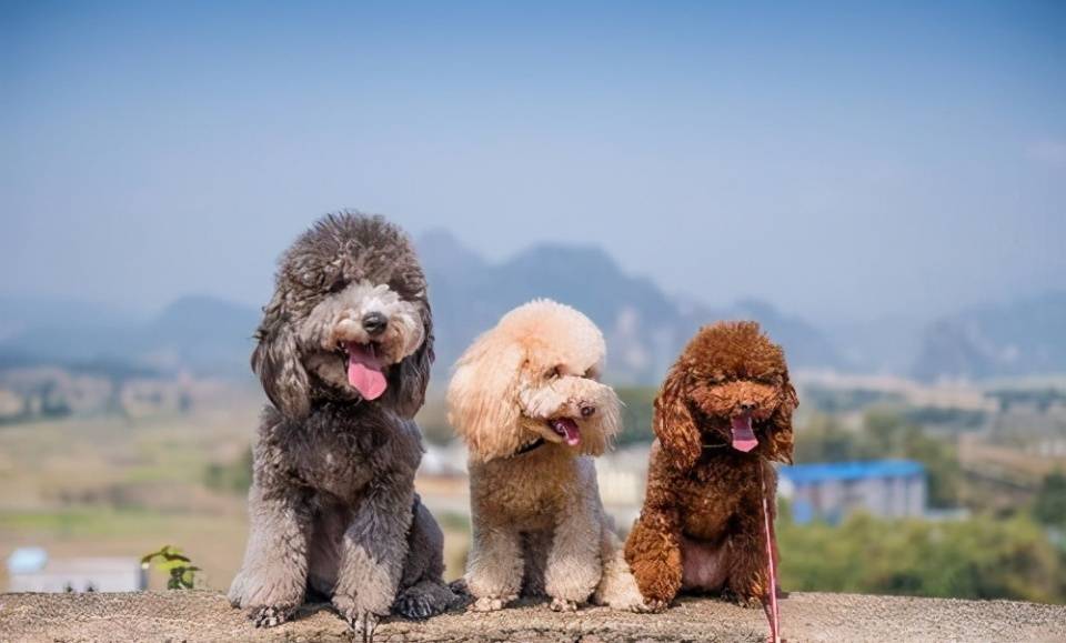 贵宾犬常见的6种颜色 和罕见的4种颜色 你都见过吗 毛色