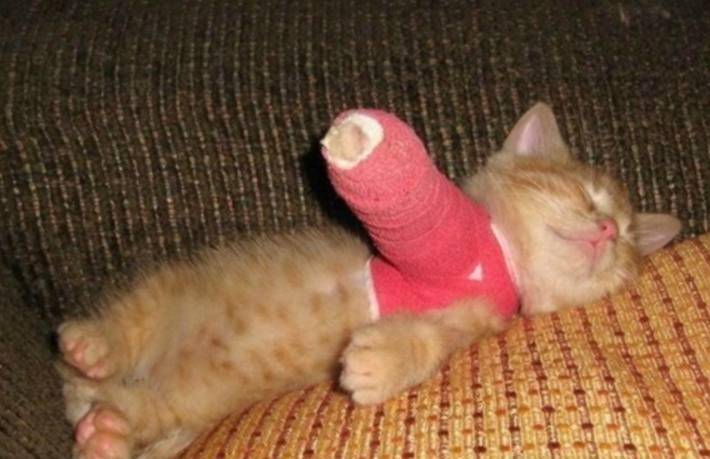 受伤的小猫咪视频 cac17e4873714fe295ee84a8c3dbff4d.jpeg