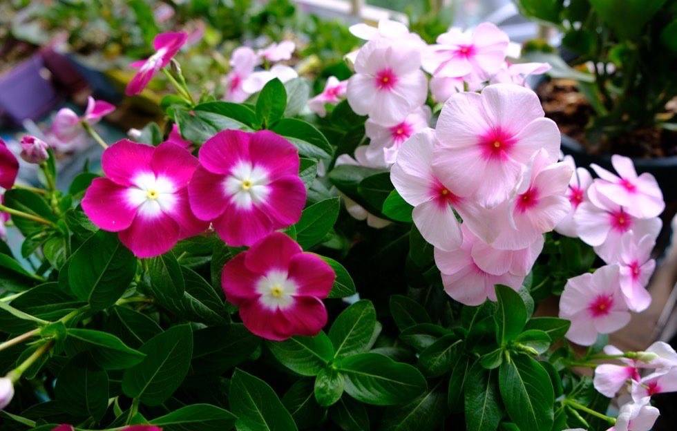 夏天种什么花秋天开花 026ec104582b4213b7ea9871ea9c89e6.jpeg