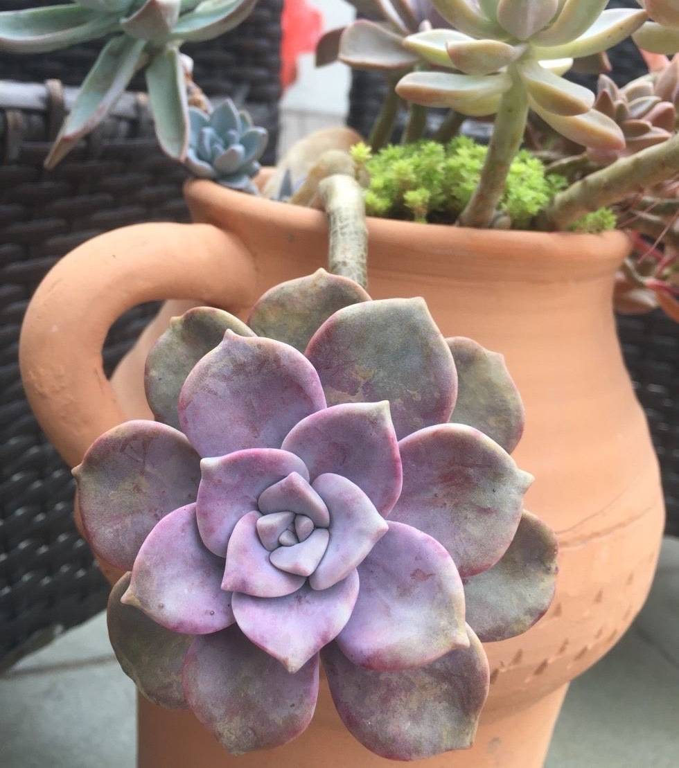 紫乐多肉控养方法大全 685f89ee3481401d9757f89b6c371ad8.jpeg