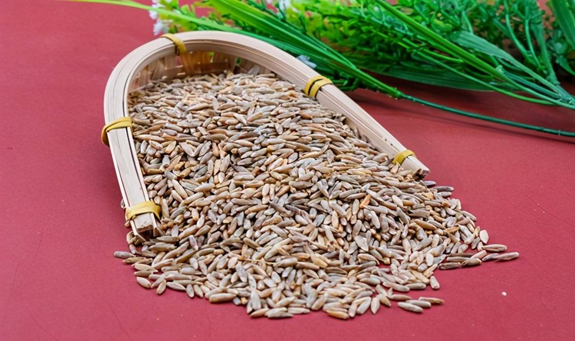 青稞成食品工业新宠儿开启加工之旅