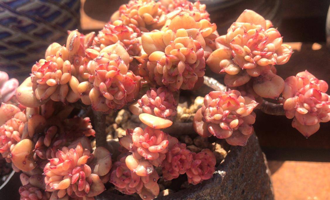 多肉蜡牡丹抗性差养护不当容易染病但上色出状态以后非常漂亮