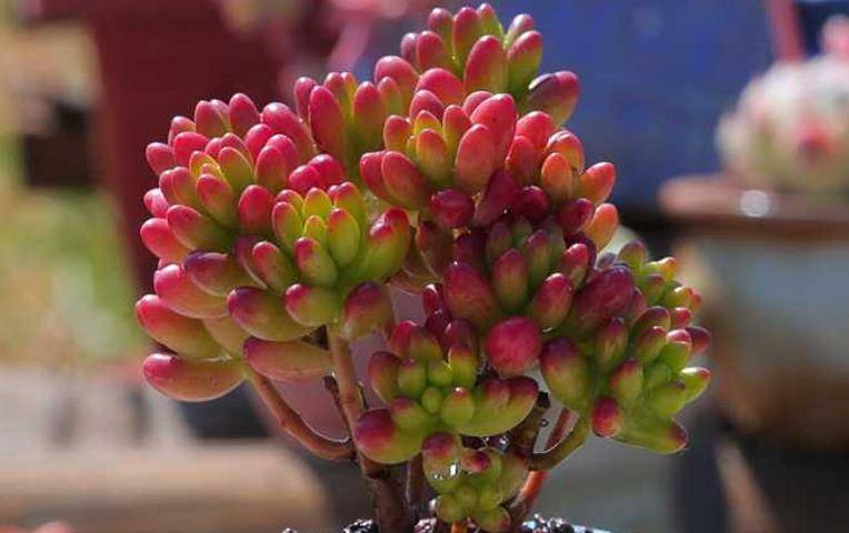 多肉叶插苗怎么养殖 39da676f6b1a4f1a81d1ac5a5dd7ffc4.jpeg