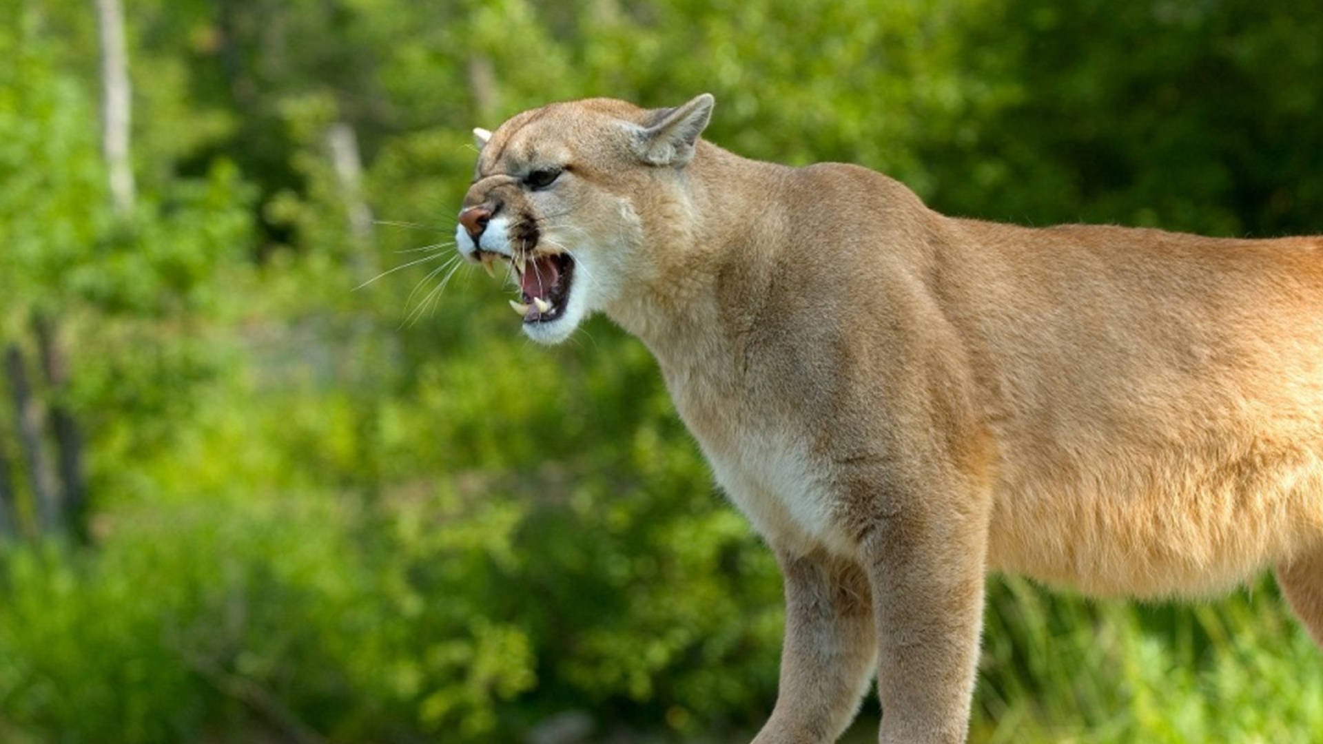 8、謎の大型ネコ科動物の爪大・玉7g 