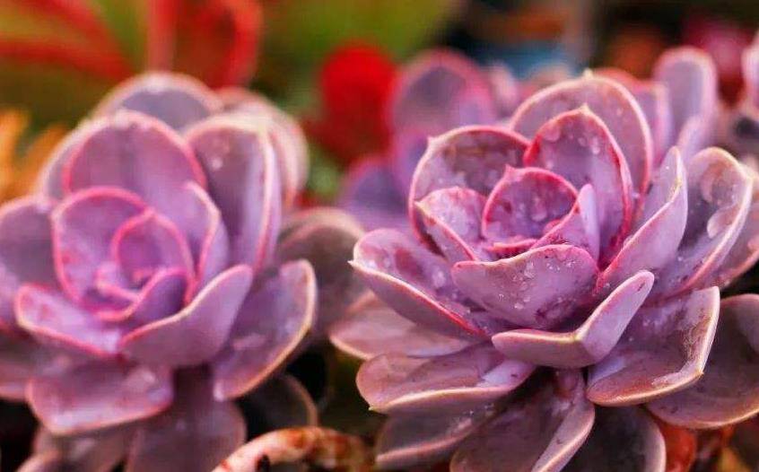 多肉红心莲换盆后底部叶片发软没关系只要养护得当很快变正常