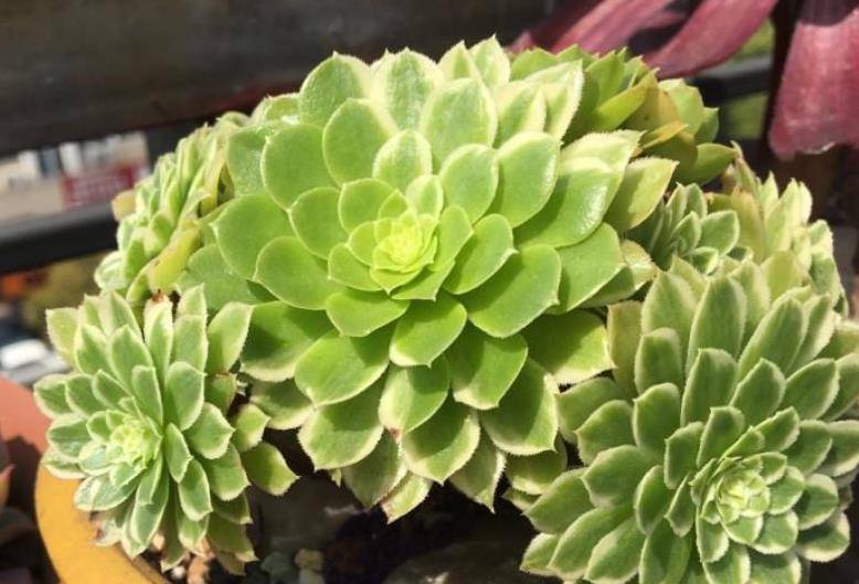 多肉翡翠冰法师是法师系的小清新但养护经验不足的人驾驭不了它