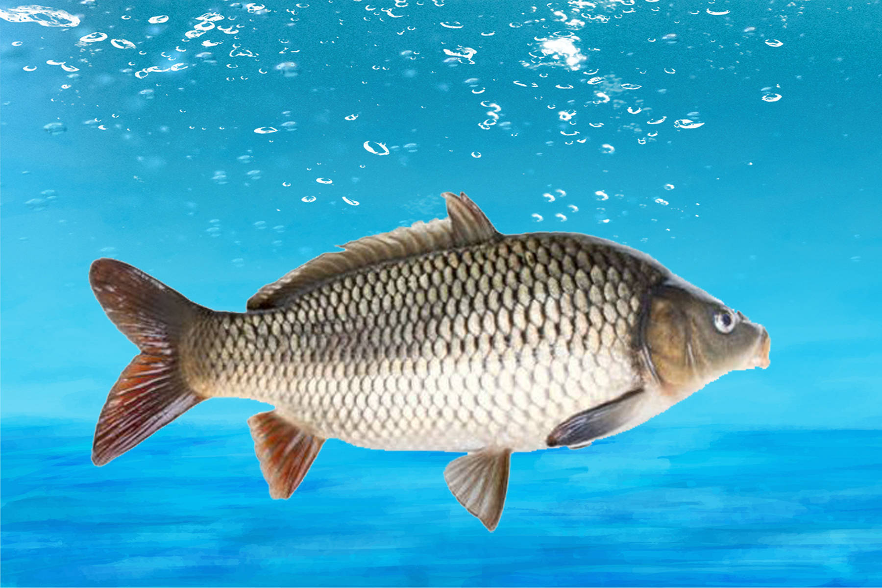 黑坑的水很肥,钓鲤鱼用什么味型?在肥水黑坑钓鱼的促食技巧