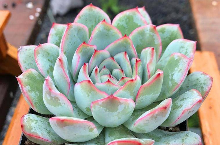 多肉雨燕座一直不爆侧芽?确实如此,但耐心等或砍头它就能变多头_叶片